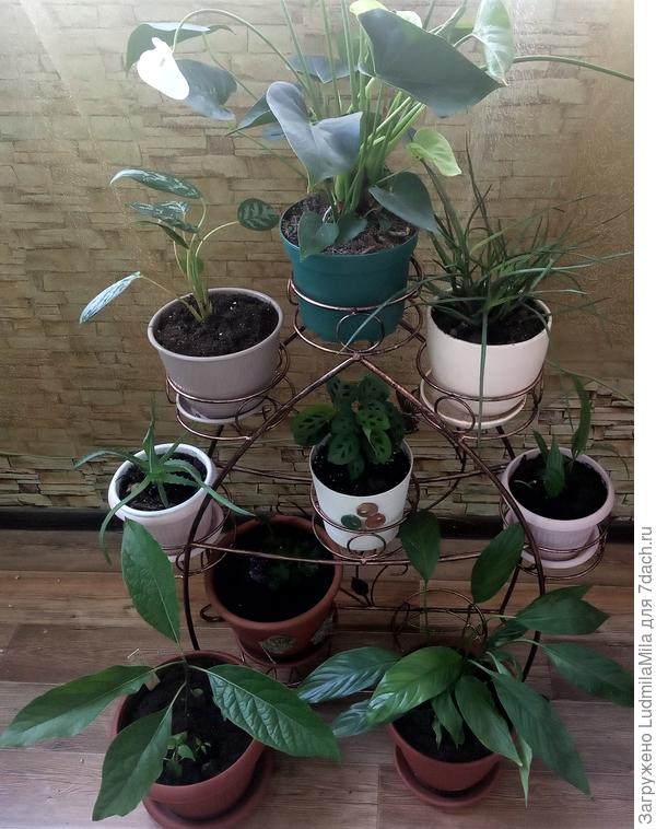 Большие кустистые цветы можно поставить на самый верх