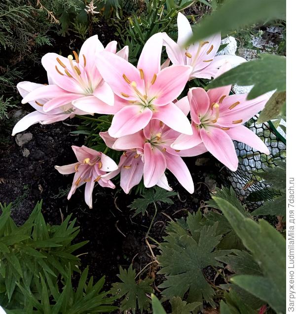 С Днем дачника!!!