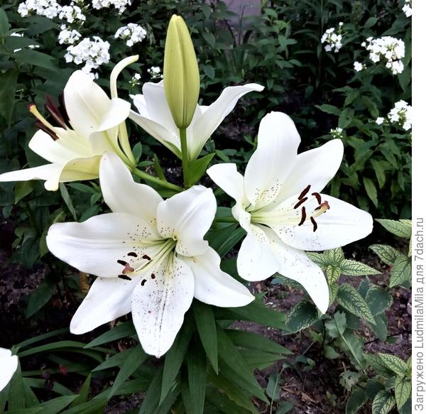 Для Татьяны(yandex_1210041775)