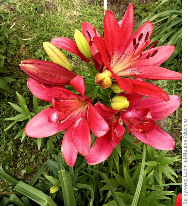 Для Светланы