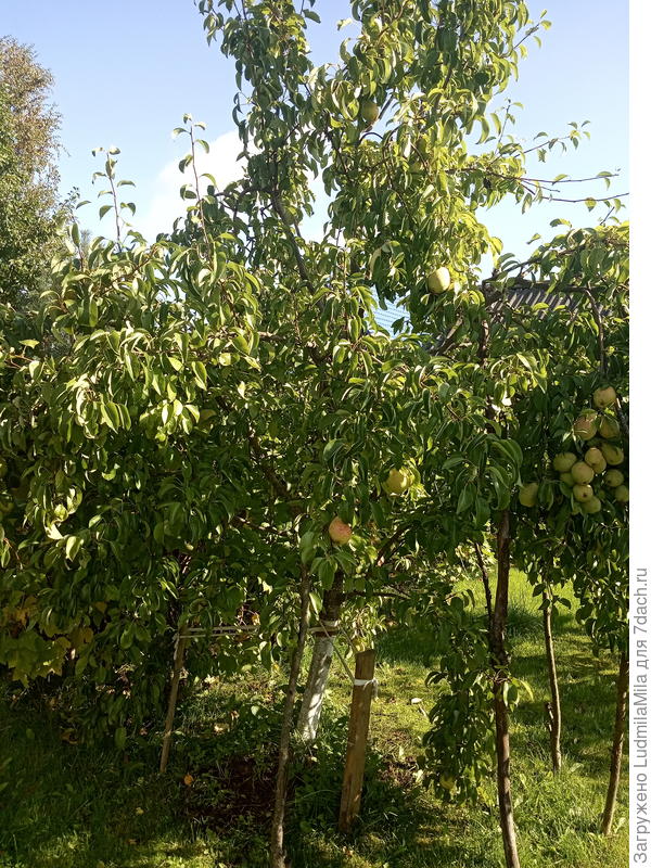 Конец сентября.Прошлый год.По всему периметру подпорки.А груша созревает.Хорошо,что погода хорошая.