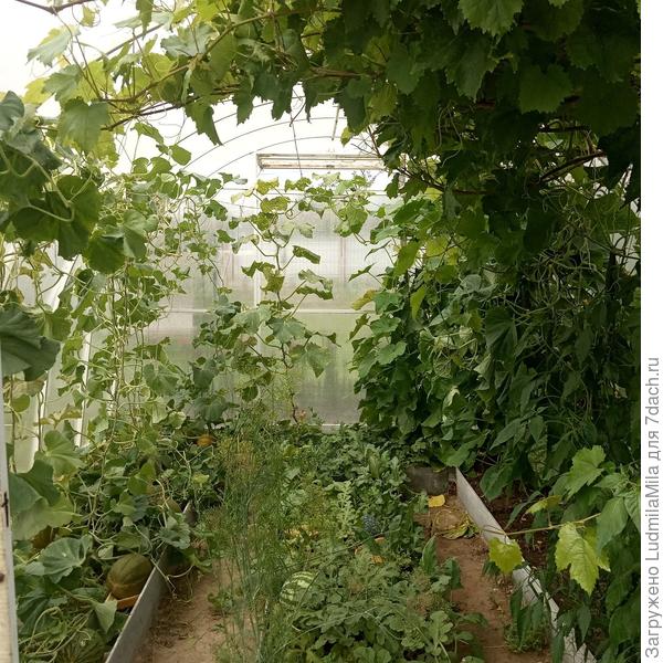 Слева дыни, справа огурцы