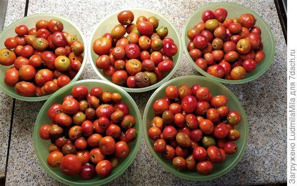 Будущее варенье