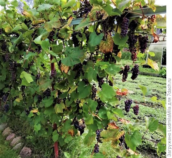 Изабелла - самый неприхотливый и урожайный. Сентябрь