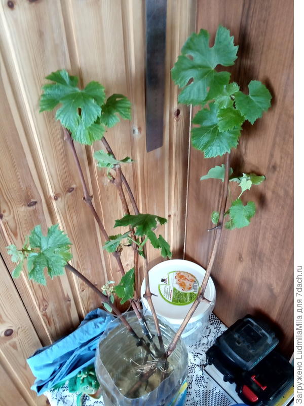 Соседский виноград