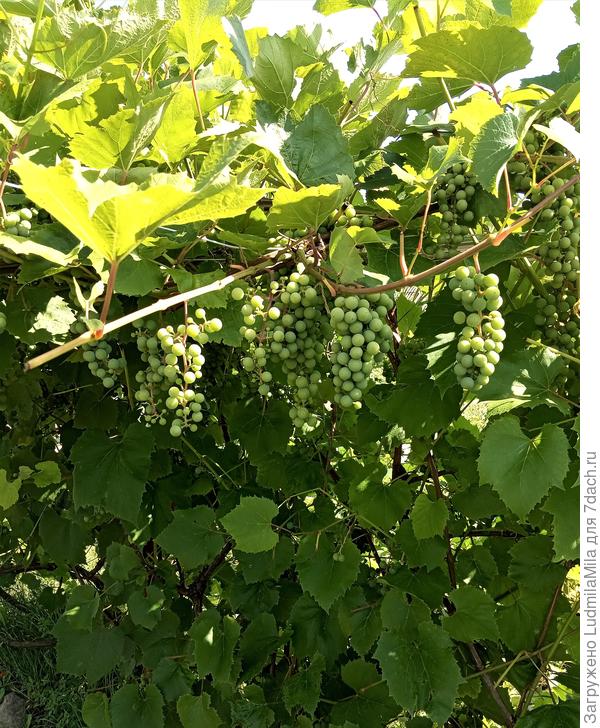 Виноград