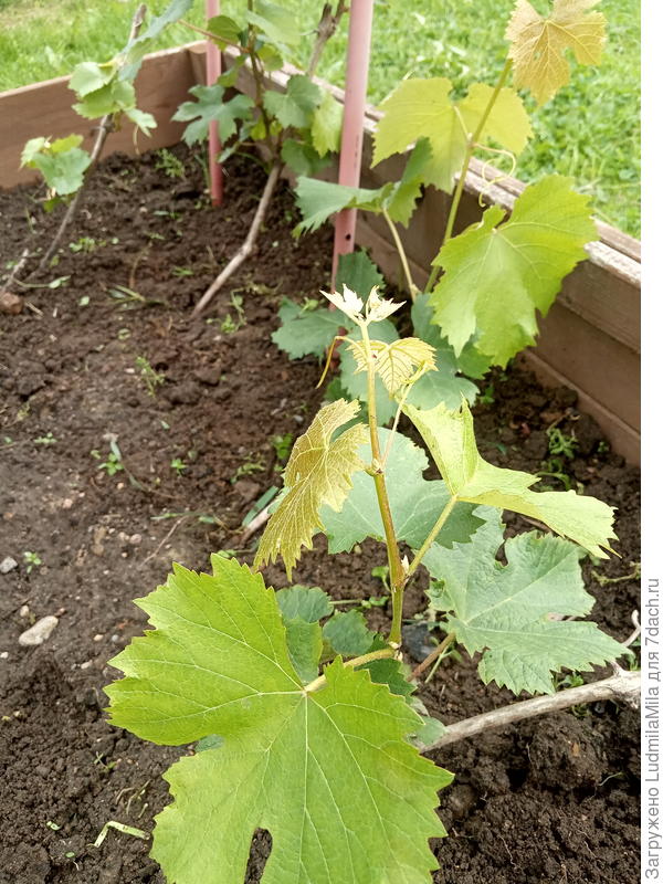 Прошлогодняя лоза