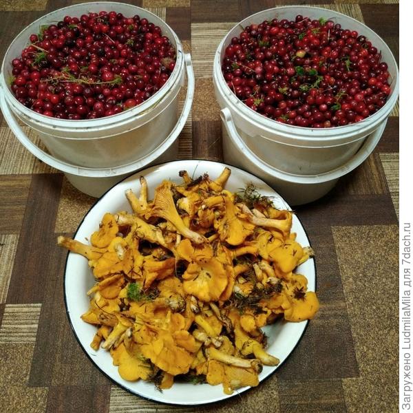 Лесной урожай 29,09