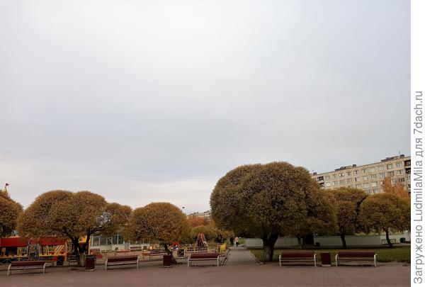 Ивы возле работы