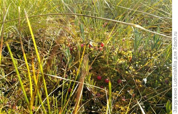 А вот и она..клюква)))