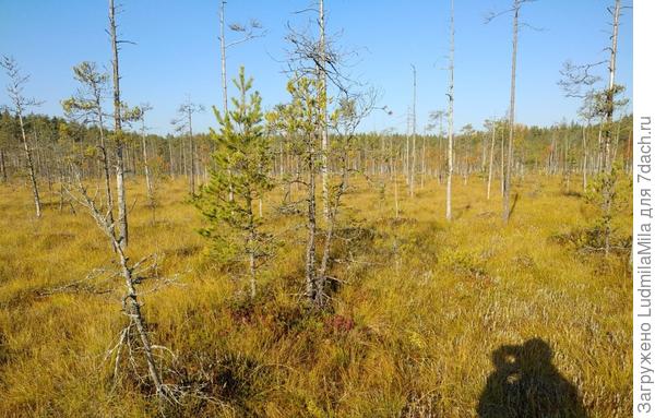Идем собирать клюкву)))Деревья полностью сбросили листву..только елочки зеленые.Где-то там растет клюква