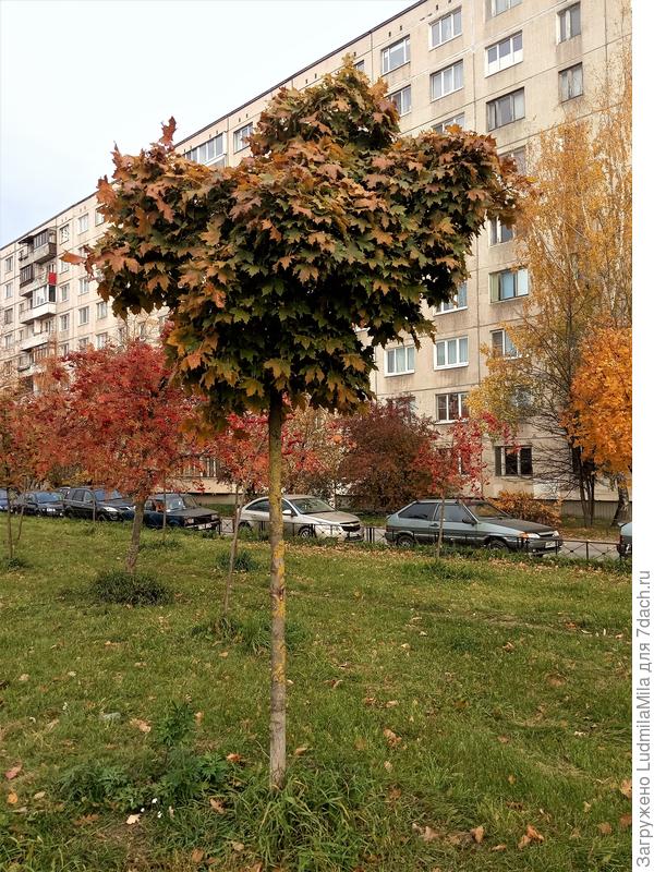 Клены