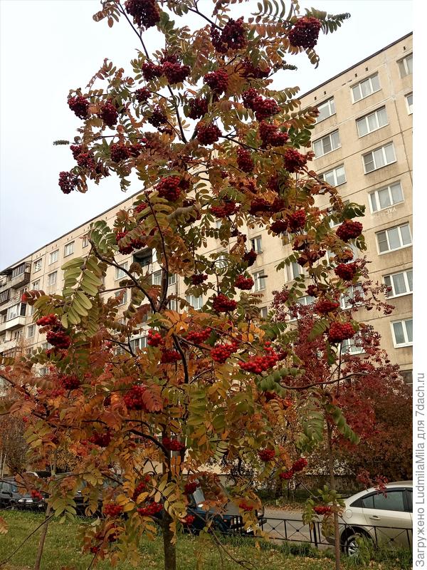 Не сирень конечно,но рябина тоже хороша))))