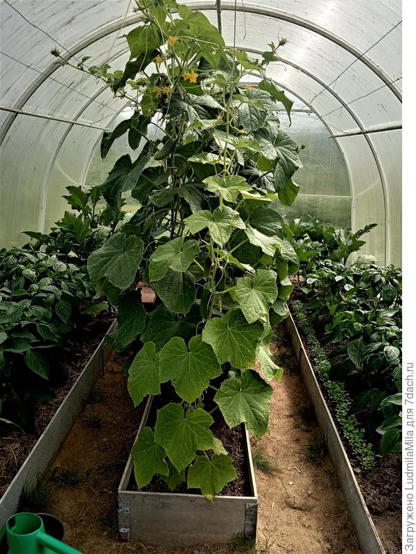 Вторая теплица