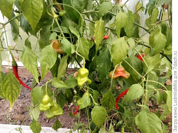 Остатки горького перца. Октябрь