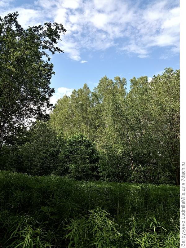 Лес,охраняемый Юнеско