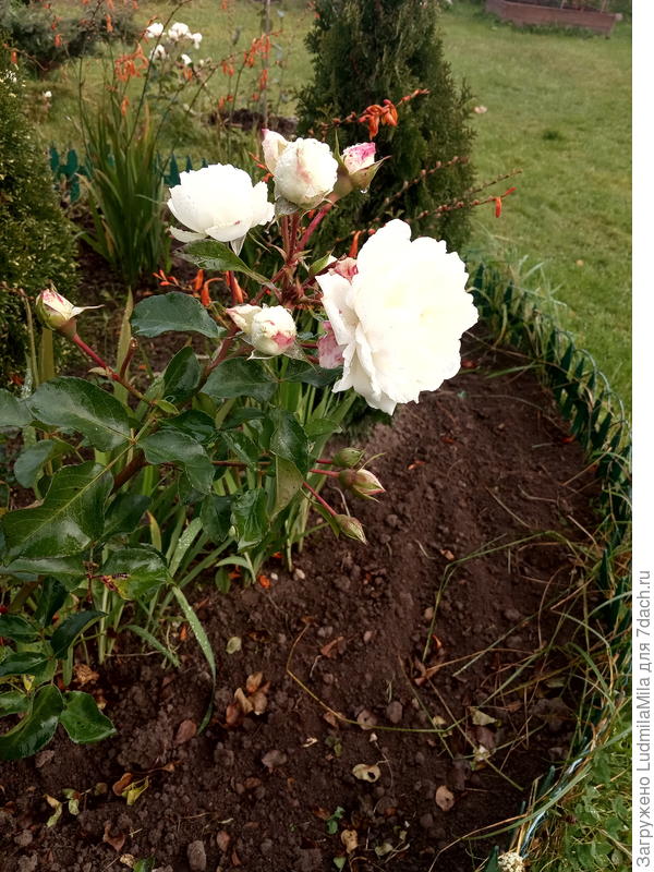 Почвопокровная октябрь