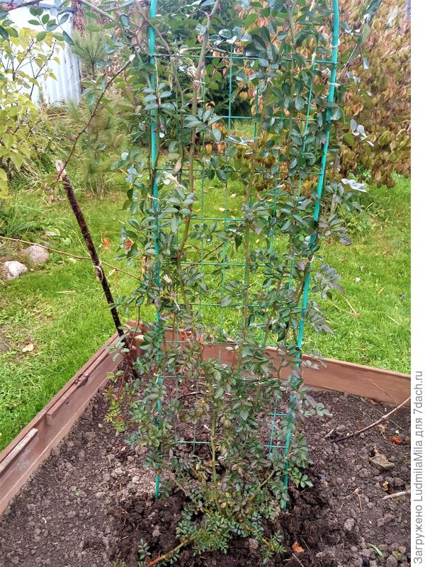 Октябрь. Начинаем готовить к зимовке