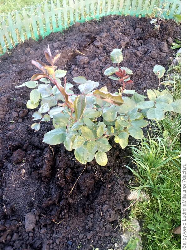 Органическое удобрение