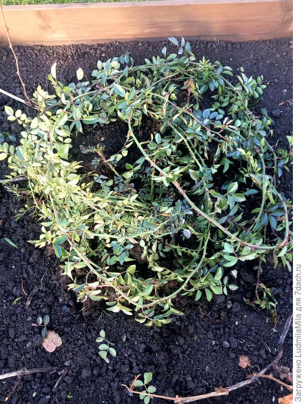 Сворачиваем