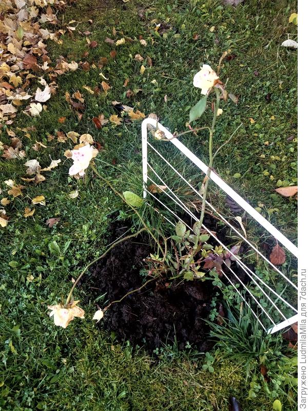 Бутоны завяли, но обрезать их не рекомендуют