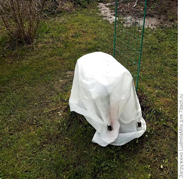 Домик для розочки