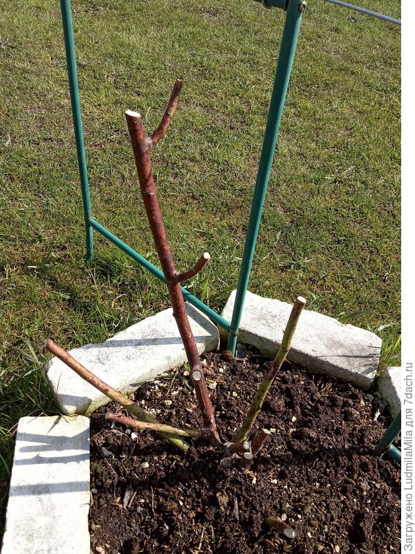 Все, что осталось от розы