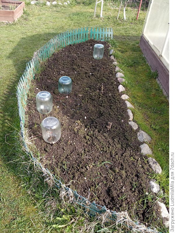 Розы от соседей