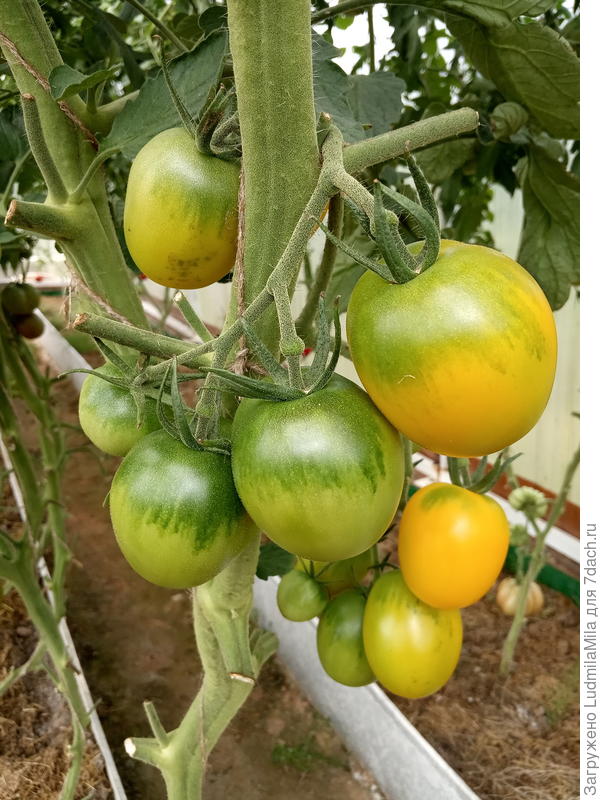 Помидорки хороши все!