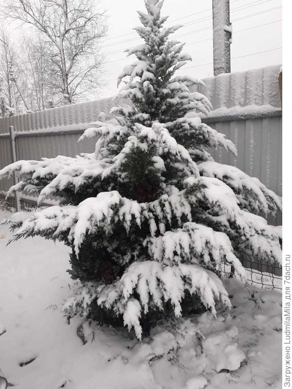 Елки опустили &amp;quot;лапки&amp;quot;