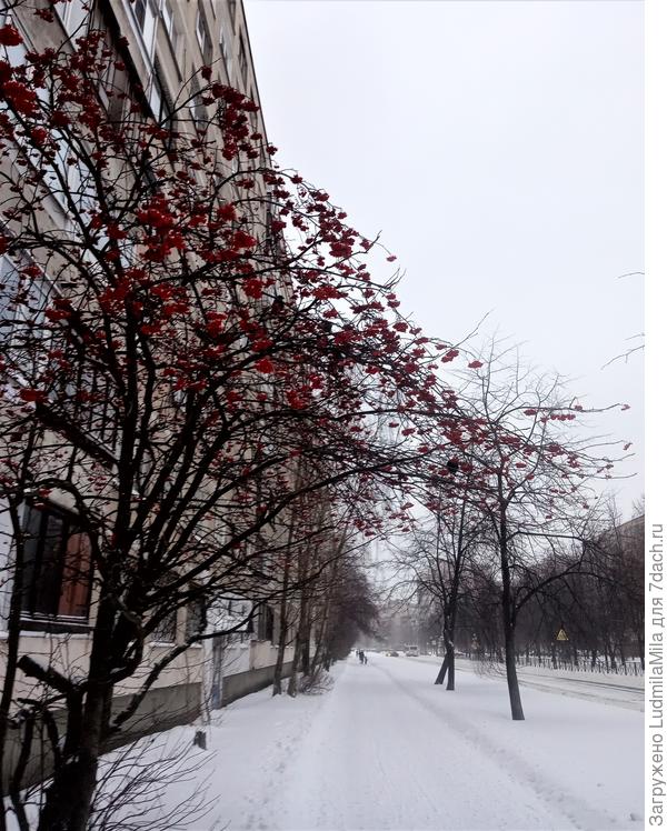 Рябины еще много