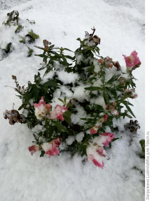 Последние &amp;quot;львята&amp;quot;