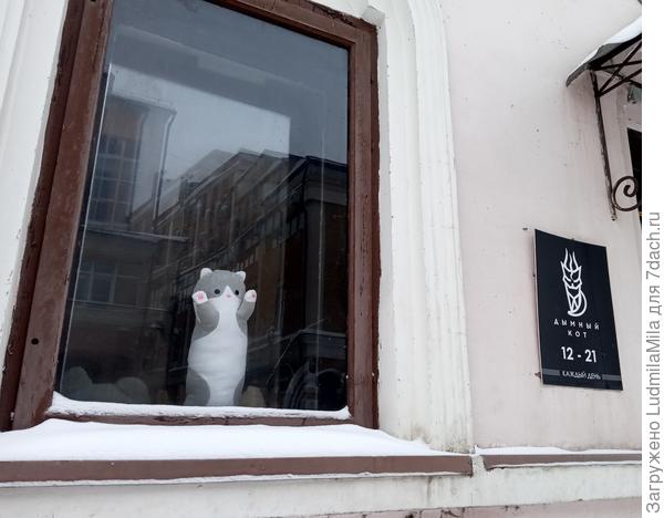 Еще один кот