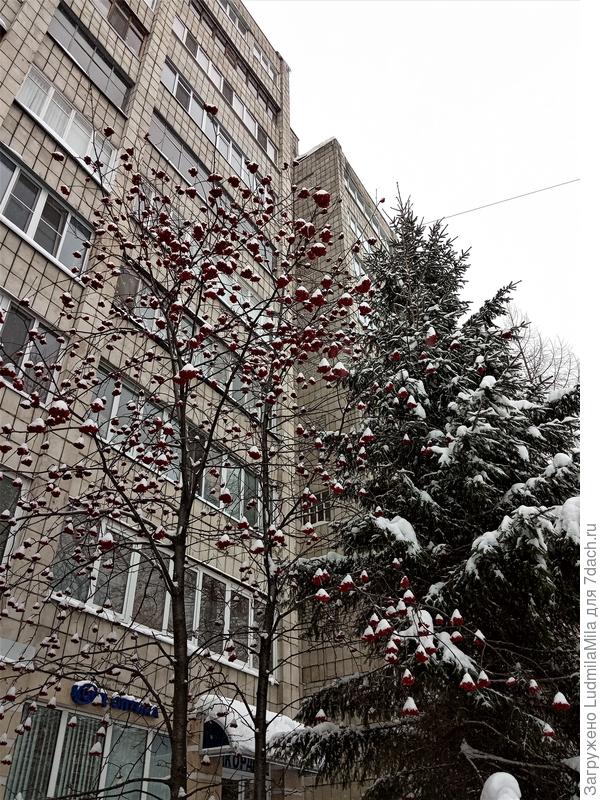 Что меня еще удивило,так это огромное количество ягод рябина на ветках.Можно подумать не зима...В Питере рябина стоит практически "голая"...