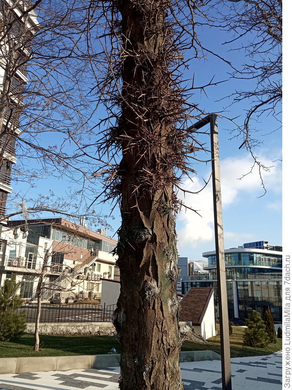 Ты писала,что от старого парка остались только сосны..Нет,,еще неубиваемая акация с шипами-колючками