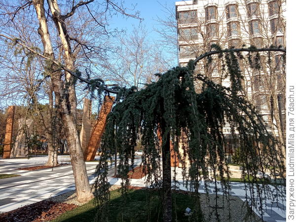 Возле акаций современные посадки