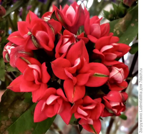 Цветок-фейерверк