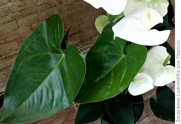 Цветки и листья