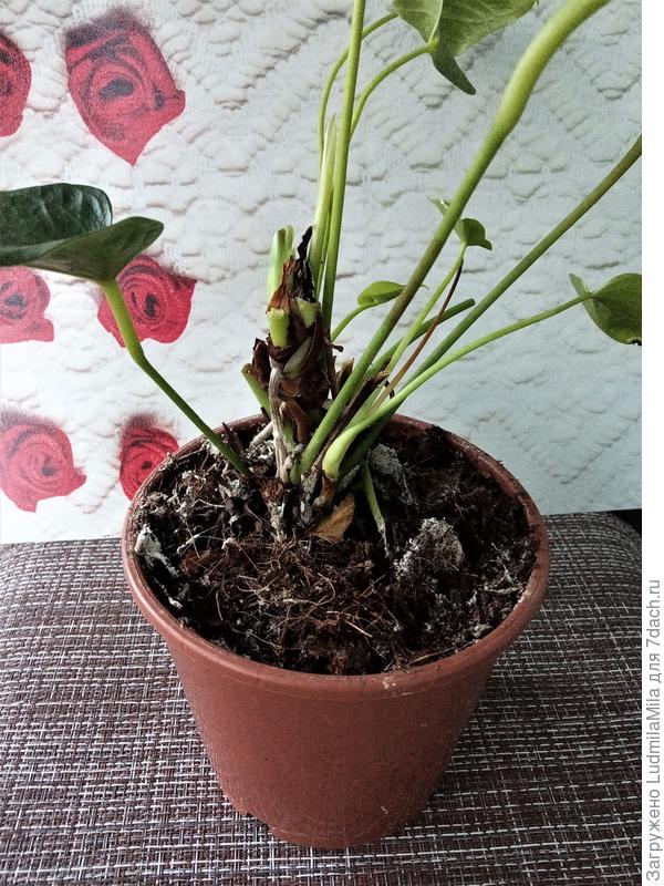 Вот такой неприглядный вид