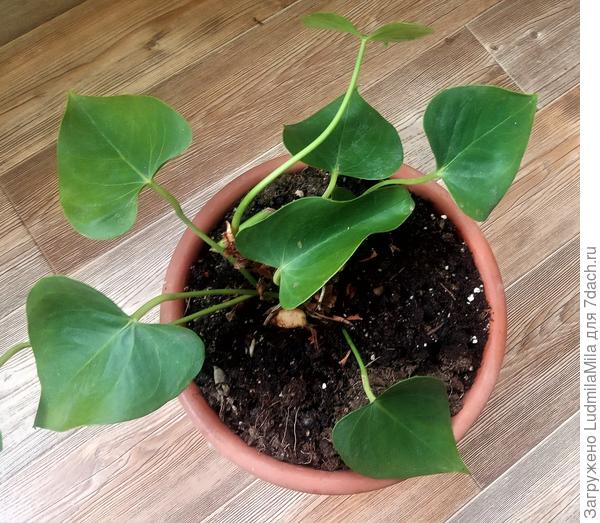 Сейчас смотрится более живенько и симпатично. Но не цветет!!!!