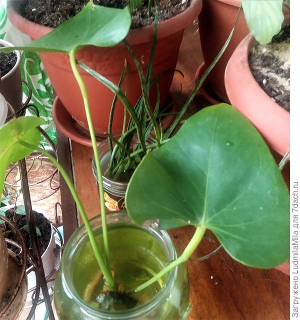Черенкование. Приготовила отростки для укоренения