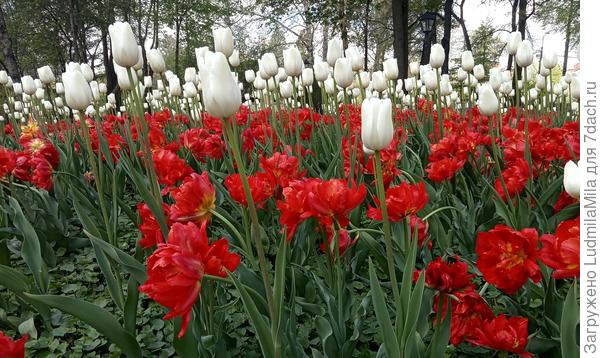 Весеннего(или уже почти летнего)настроения!