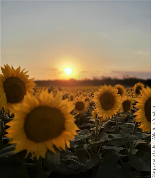 Много ярких солнышек на каждый день