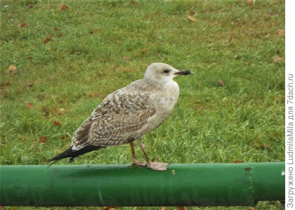 Возле детской площадки