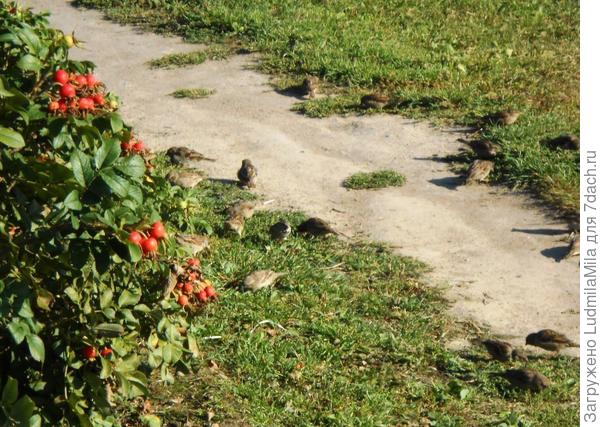 На плантации горца птичьего