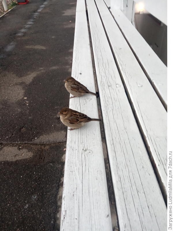 Ждут вместе со мной электричку))
