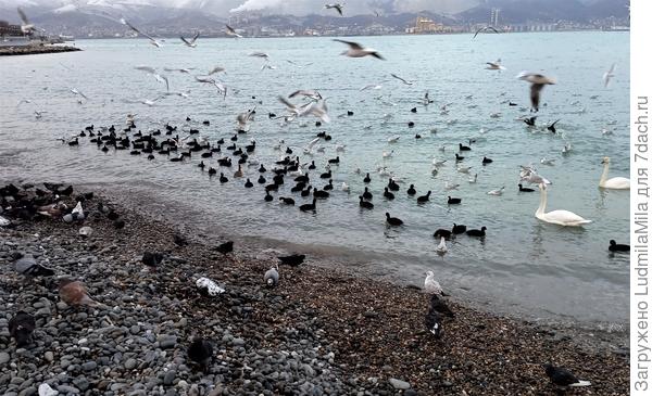 И на земле ,и на воде