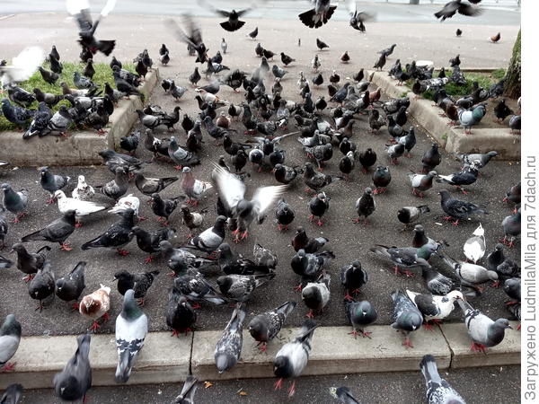 Голубиный общепит