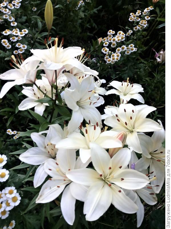 Лилии