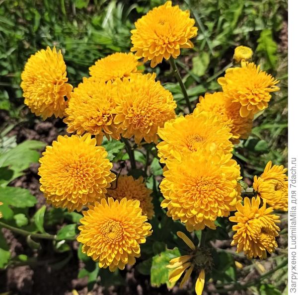 Александру